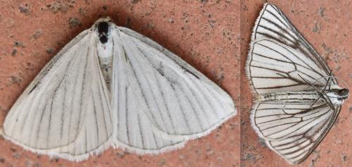 Réf. 282 811 : Siona lineata
